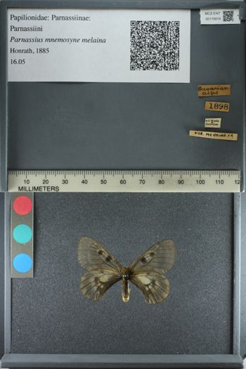 Media type: image;   Entomology 179919